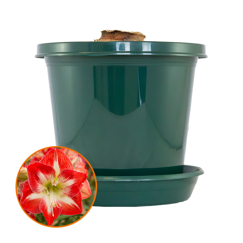 Amaryllis Minerva op pot in geschenkdoos