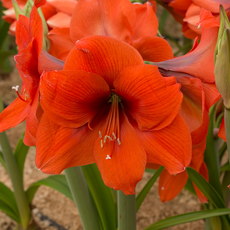 9412-Amaryllis-Horizon-R Amaryllis Horizon®