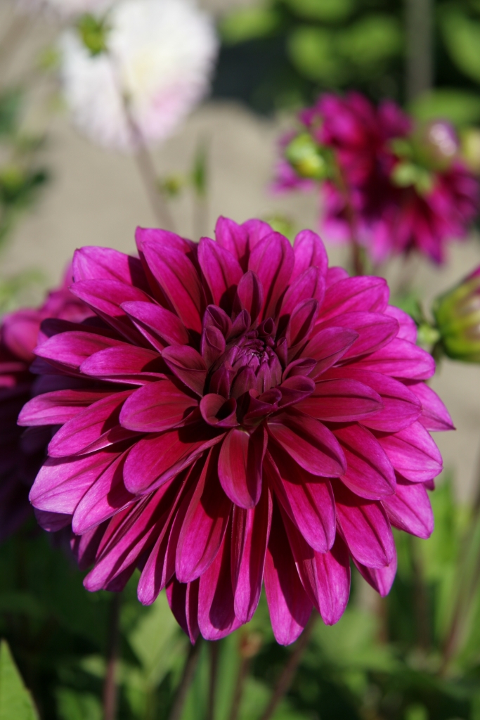 Dahlia Le Baron