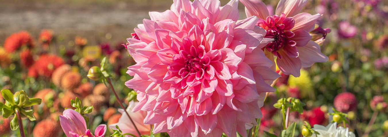 De mooiste reuze dahlia's + verzorgingstips