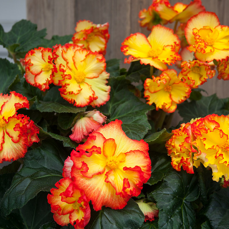 Begonia Crispa Margina geel-rood