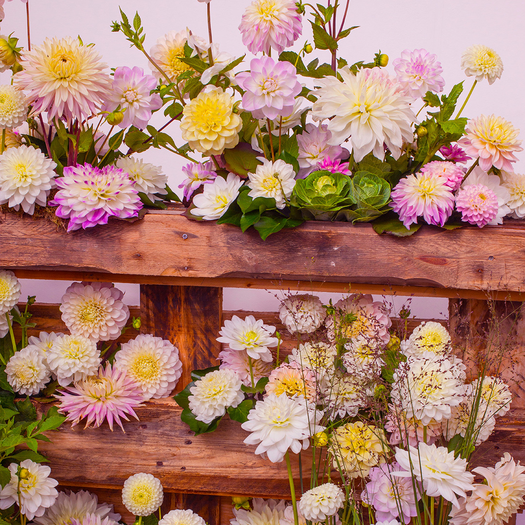 Dahlia Pastel and White Mix