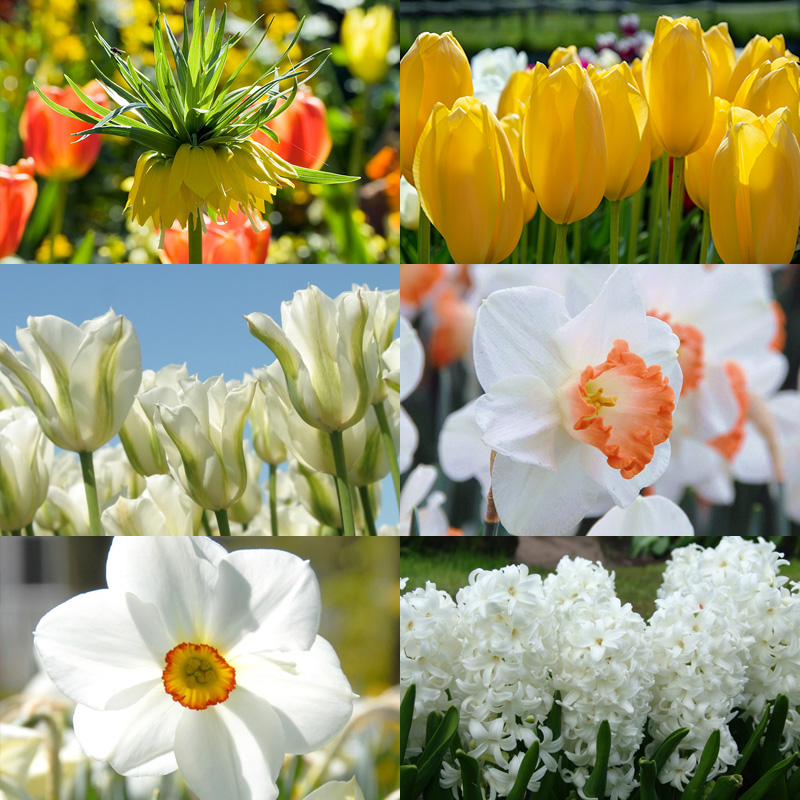 Bloembollenpakket "Mellow Yellow"