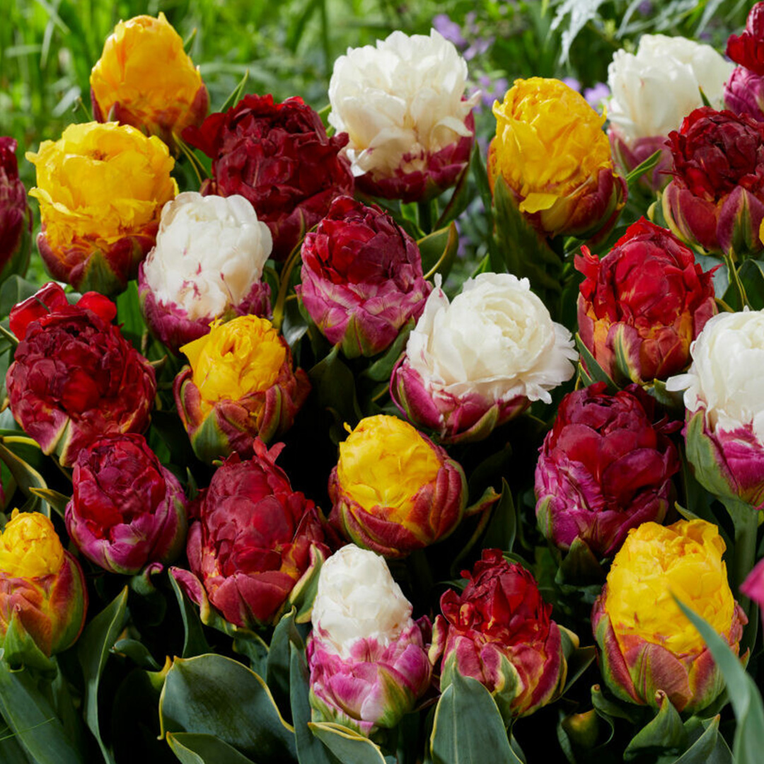 Tulipa Ice cream Mix