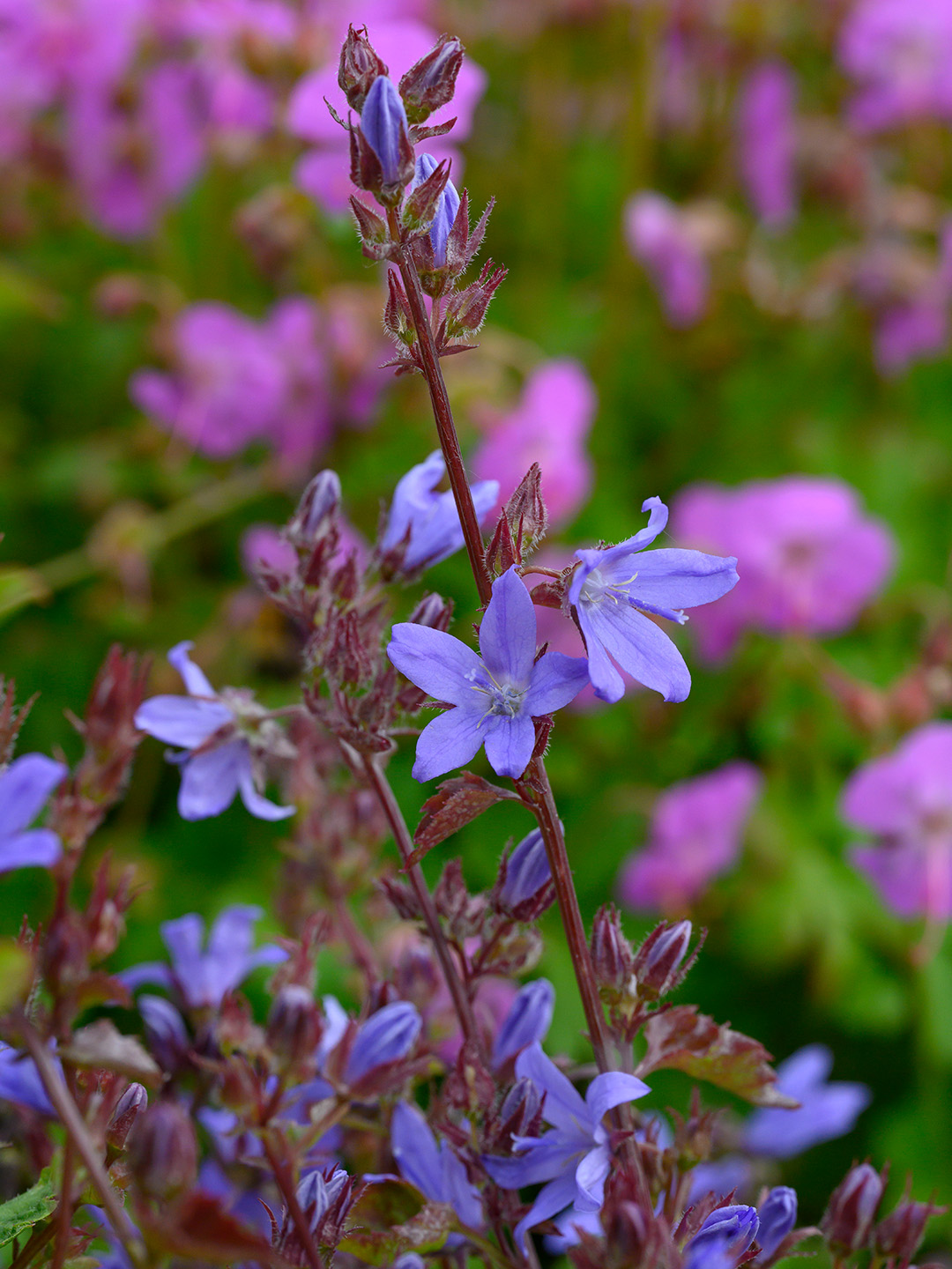 Campanula poscharskyana