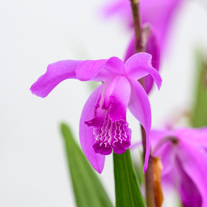 Bletilla striata
