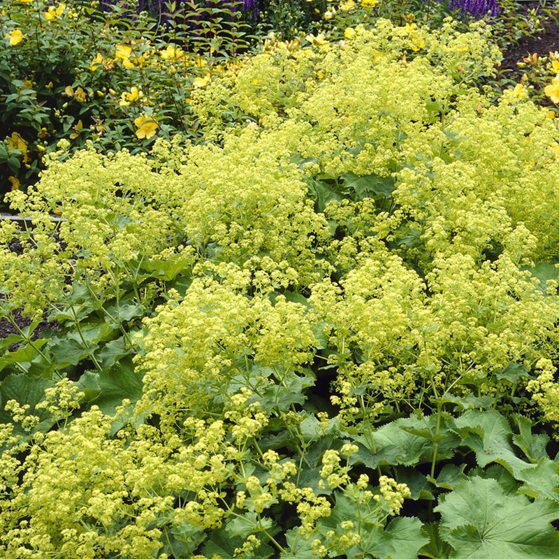 alchemilla-mollis-2 Alchemilla mollis