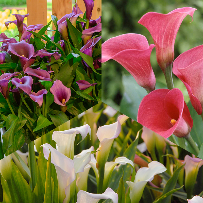 Pastel Calla Mix