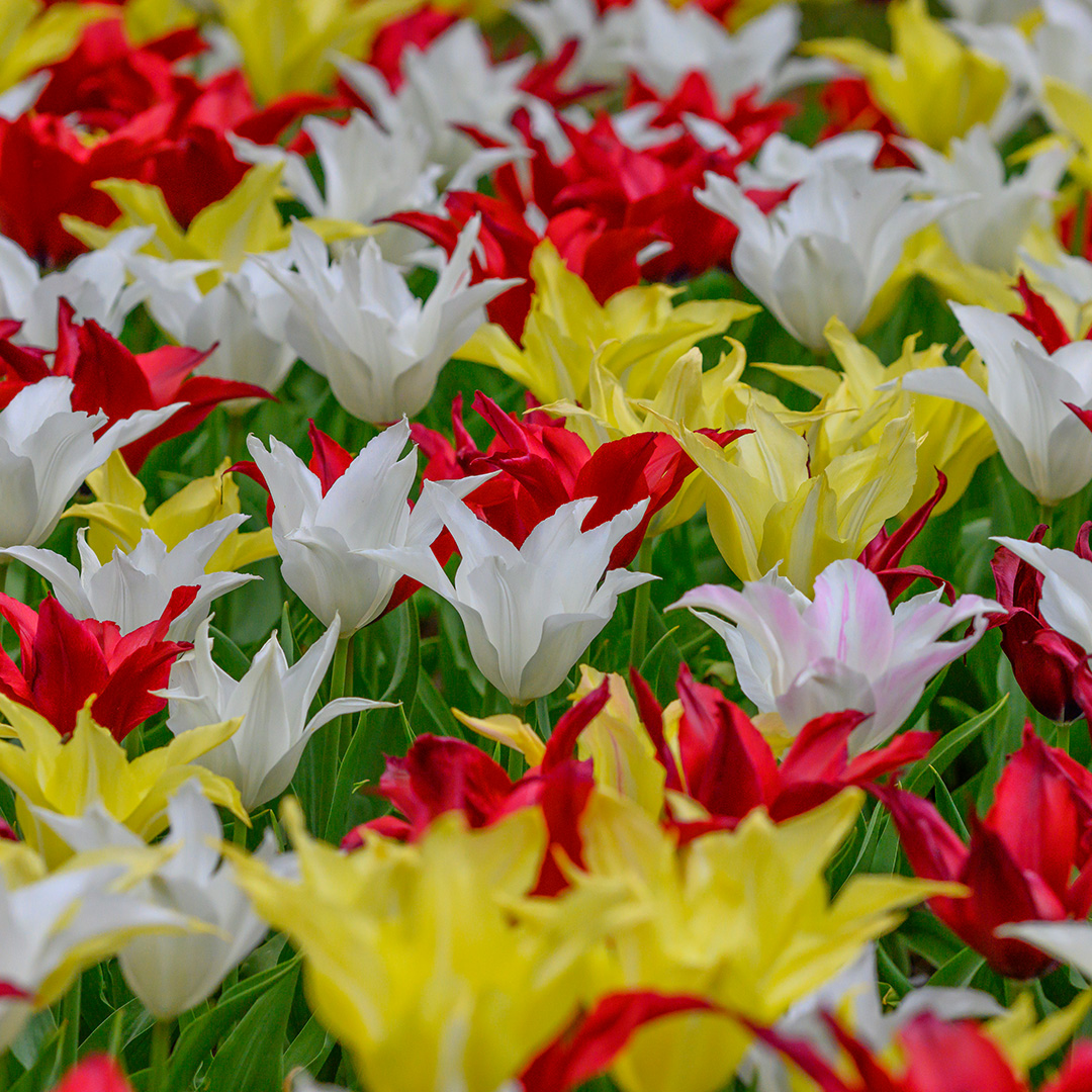 Bloembollenpakket Tulpen "Tres Chique Festival"