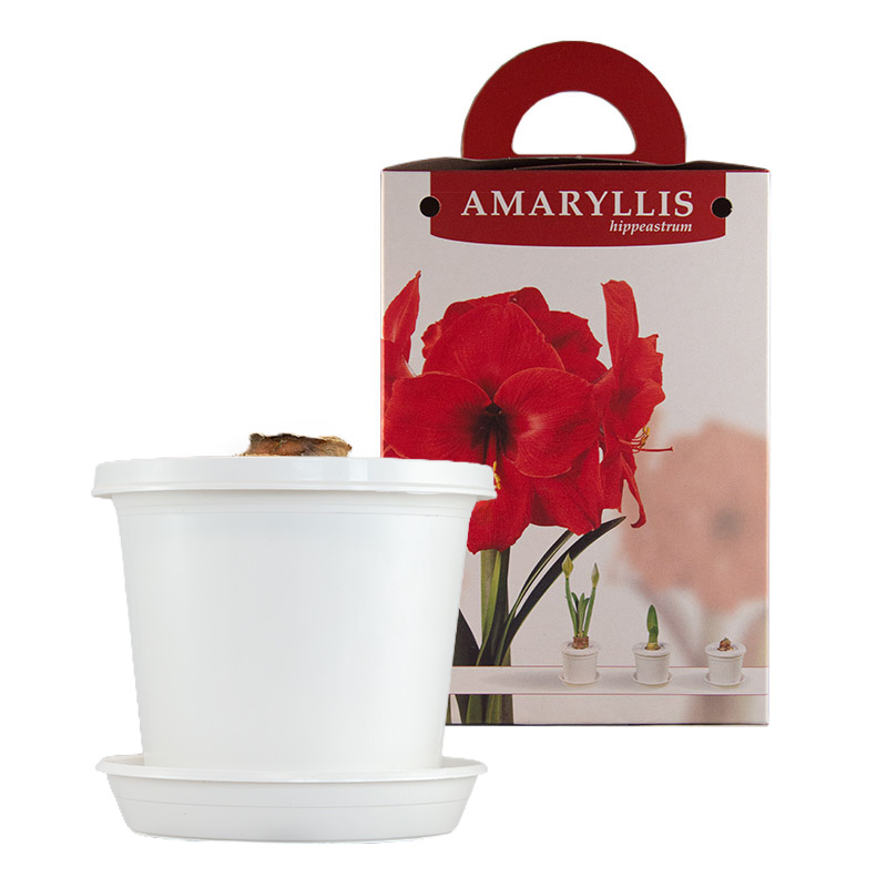 Amaryllis Red Lion op pot in geschenkdoos