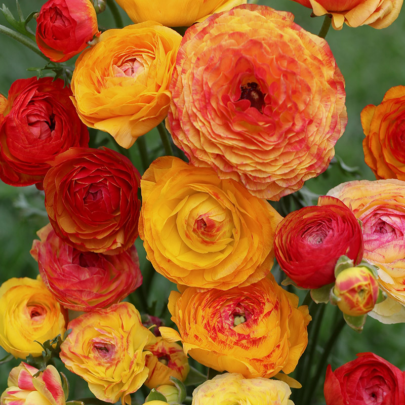 88040-Ranunculus-picotee-Orange