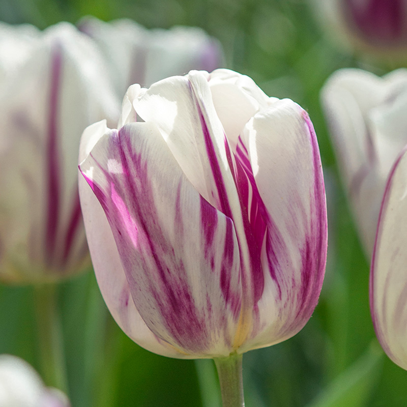 Tulp Flaming Flag®
