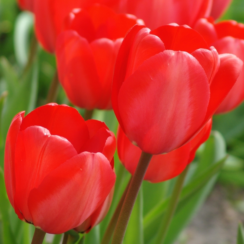 Tulp Red Impression®