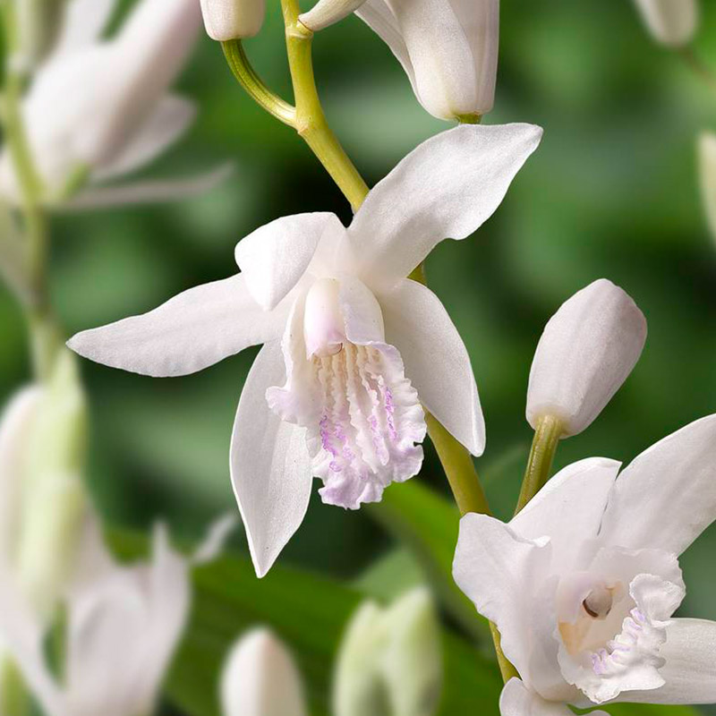 Bletilla Alba