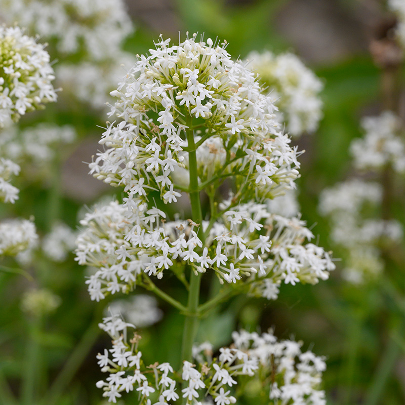 61001565-Centranthus-ruber-AlbusZrf8WUBSLZgAv