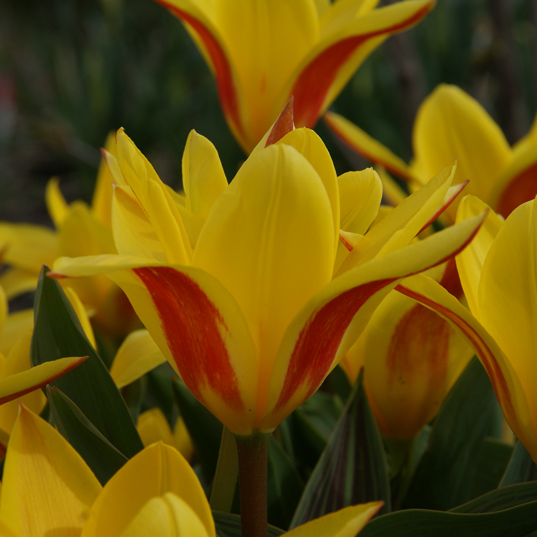 Tulp Giuseppe Verdi