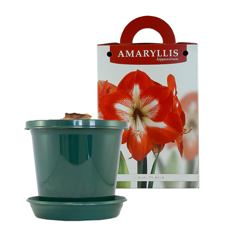 Amaryllis Minerva op pot in geschenkdoos