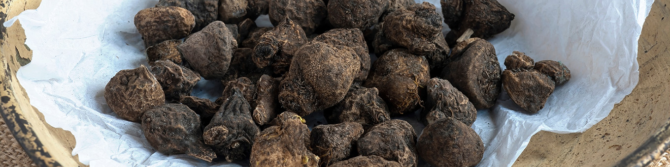 Welke Knollen in water laten weken voor het planten?