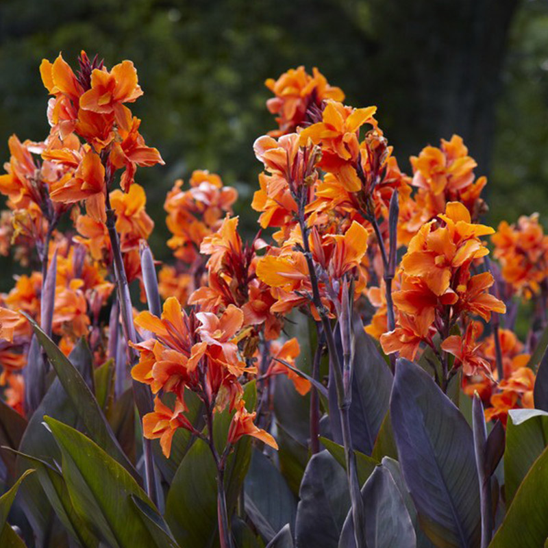Canna Panache