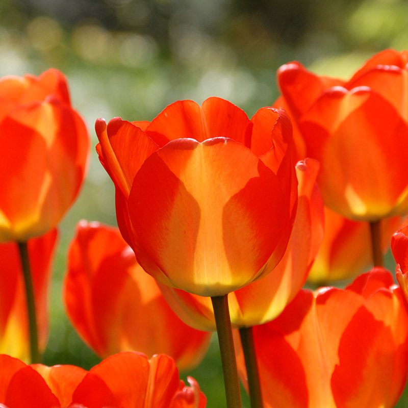 Tulipa American Dream®