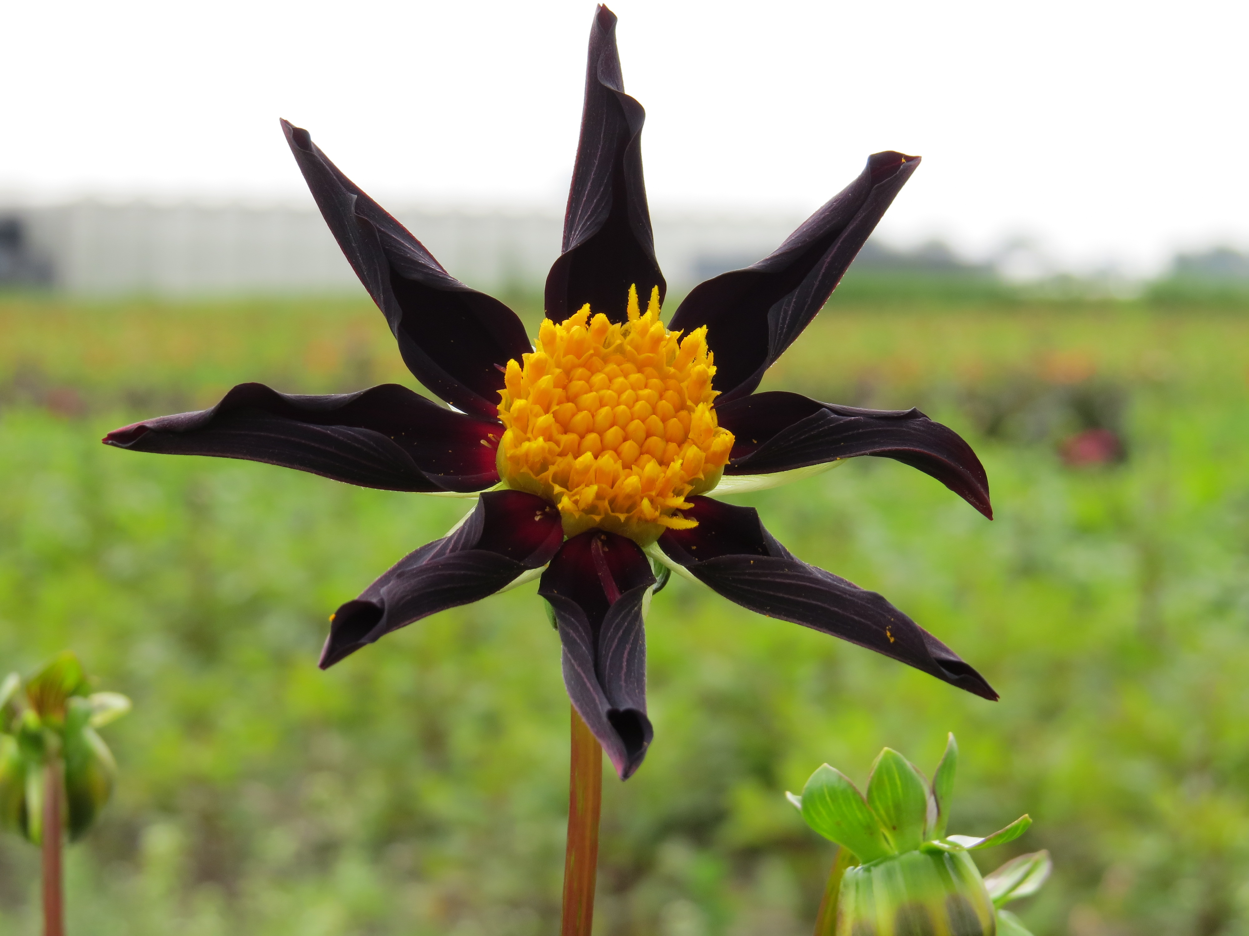 Dahlia Honka Dark