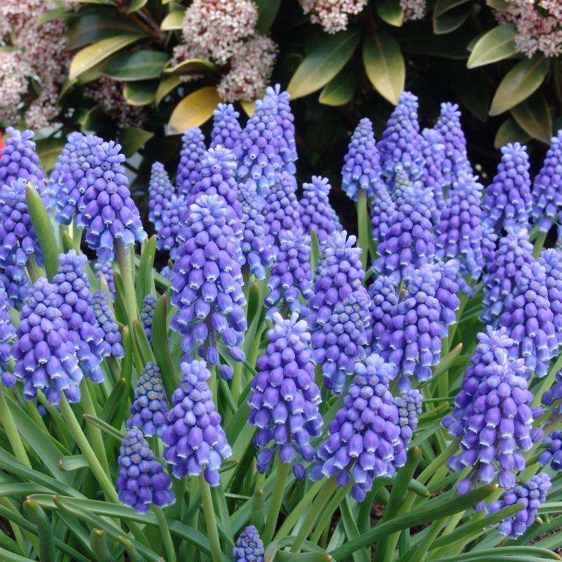 Grootverpakking Muscari armeniacum
