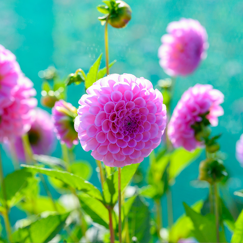 10880-Dahlia-Stolze-von-Berlin-03