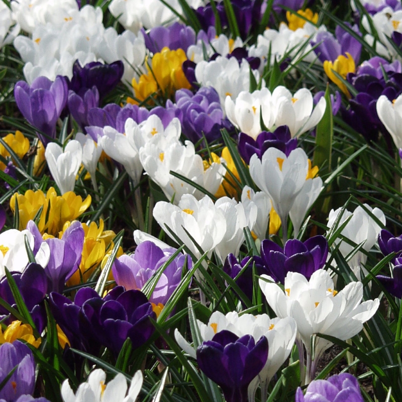 Krokus chrysanthus mix