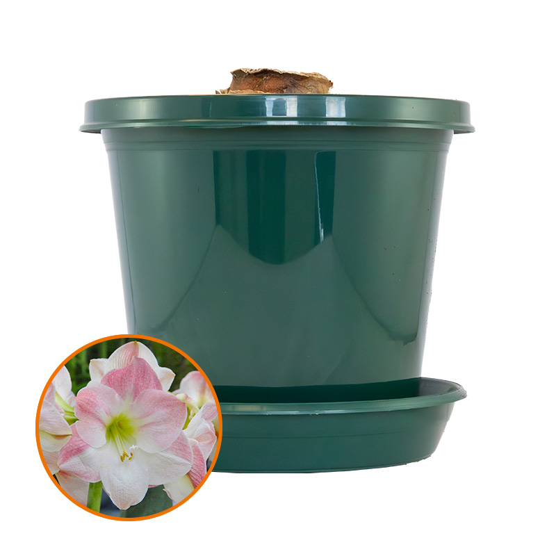Amaryllis Apple Blossom op pot in geschenkdoos