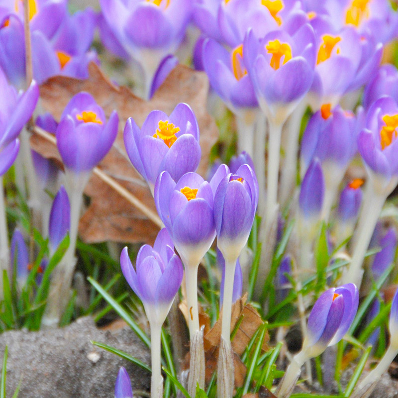 Krokus tomm. Barr's Purple