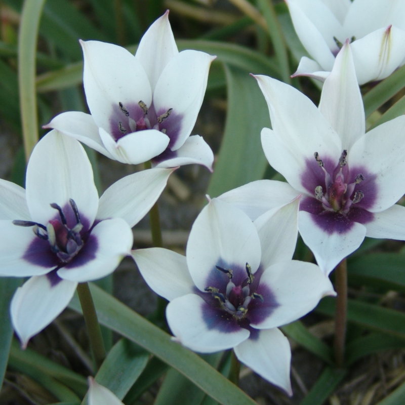 Tulp humilis Alba Coerulea Oculata