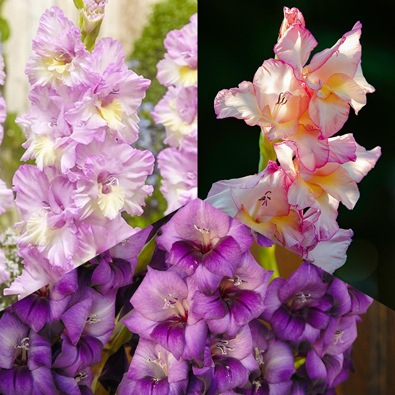 Grootbloemige Gladiool Mix