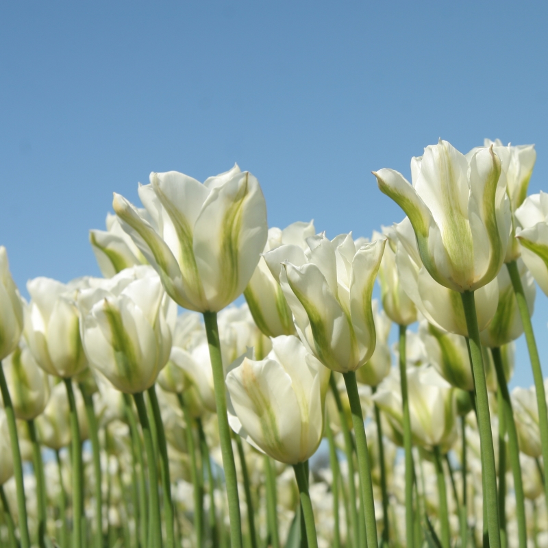Tulp Spring Green