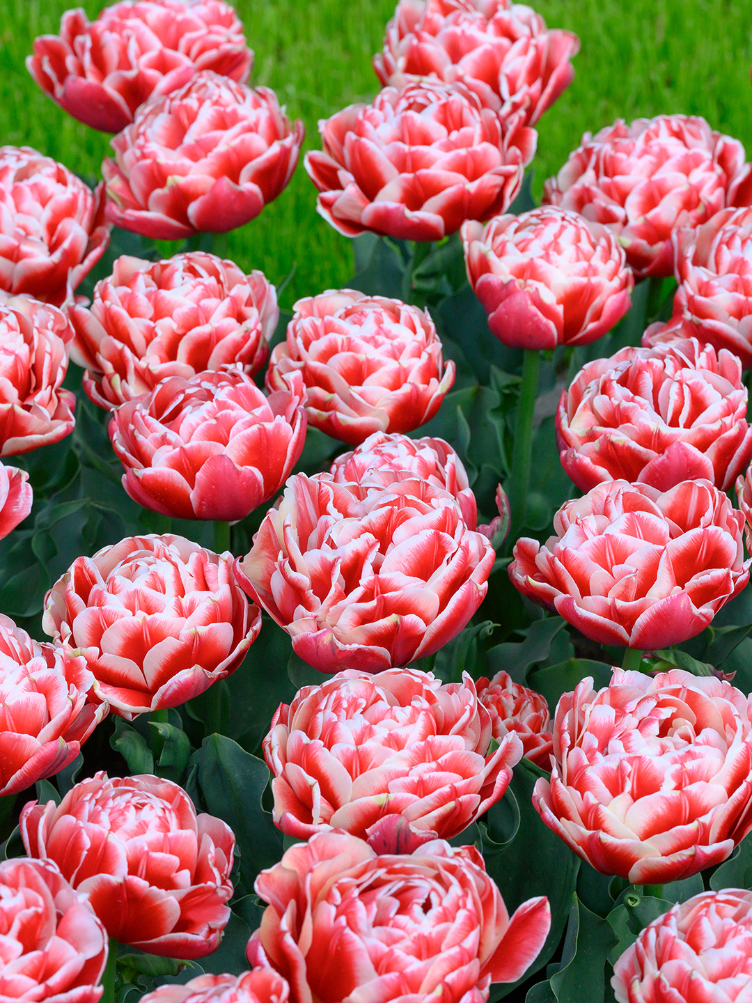 Tulp Everton