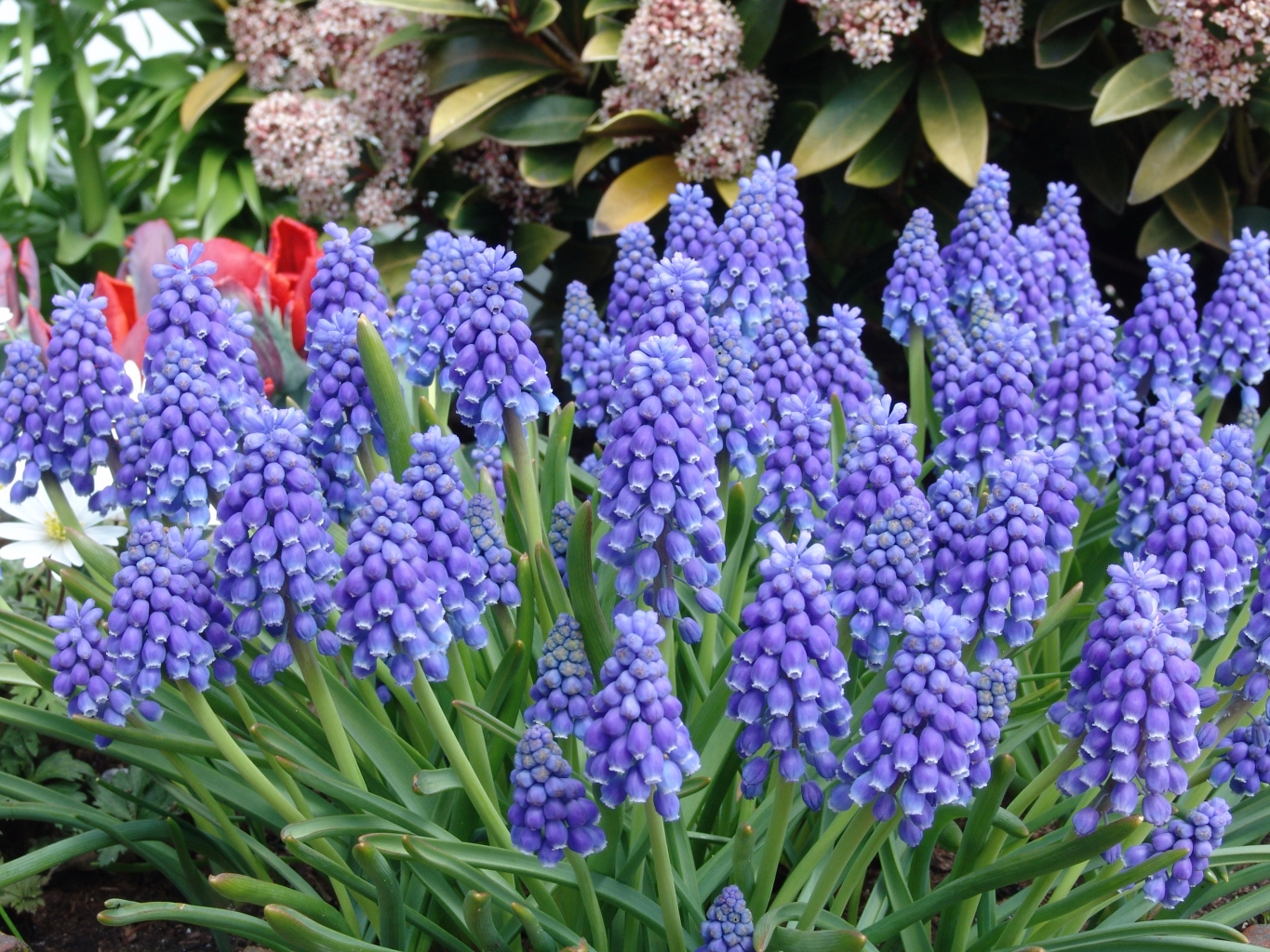 Grootverpakking Muscari armeniacum