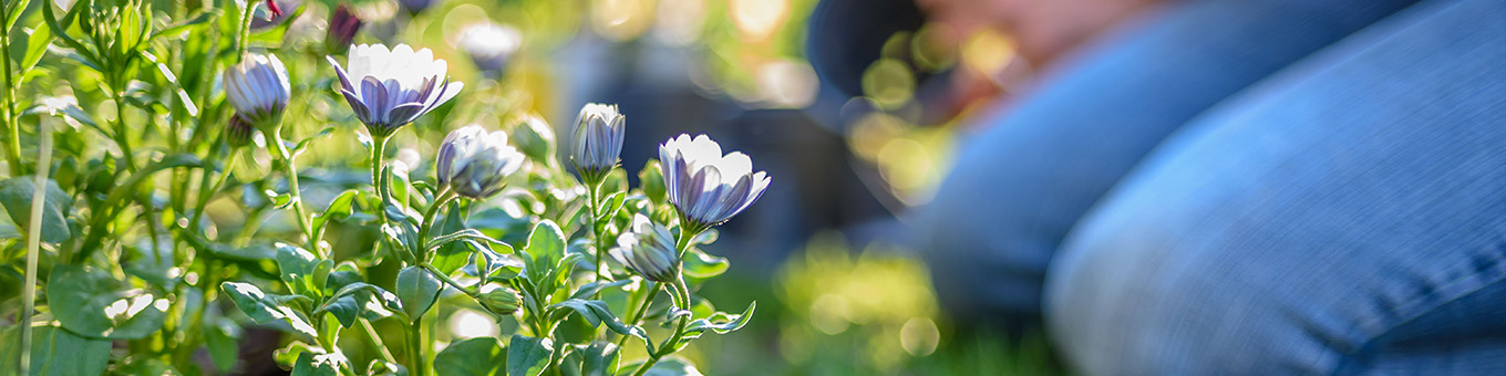 Verzorging en planttips voor Vaste Planten