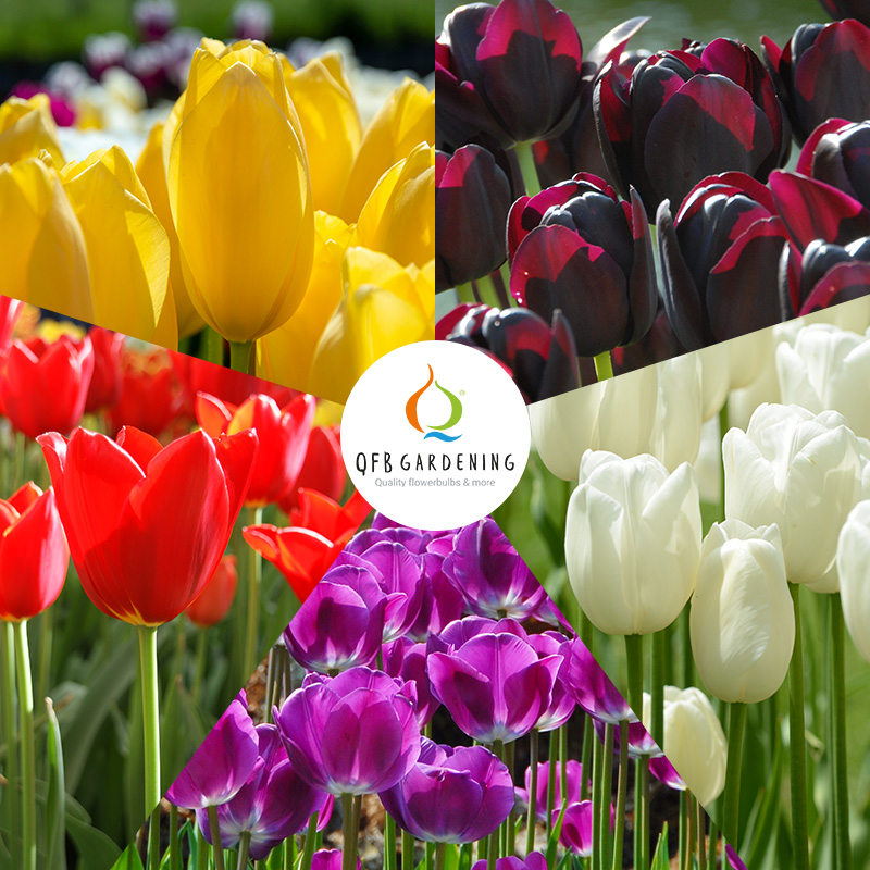 Bloembollenpakket Tulpen "Mondriaan"