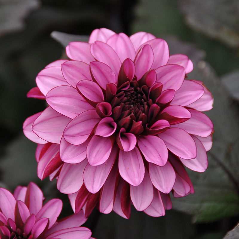 Dahlia Melissa Anna Marijke