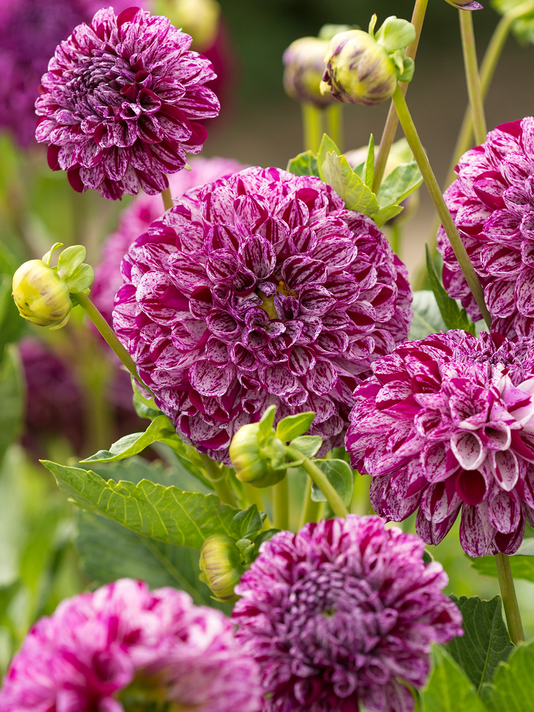 Dahlia Marble Ball Dahlia Marble Ball