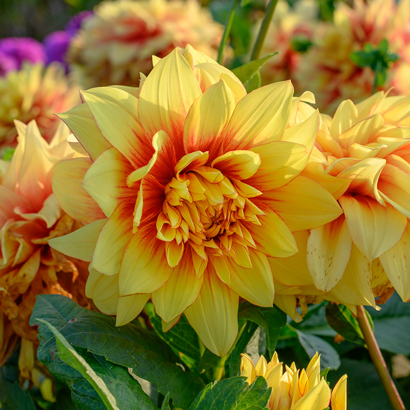 Dahlia Dazzling Sun