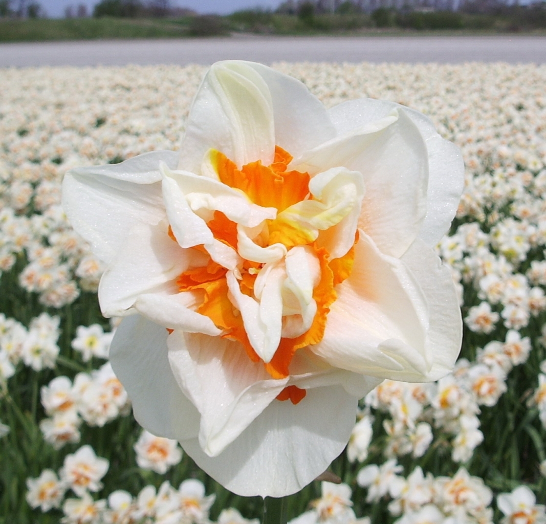Narcis Flower Parade