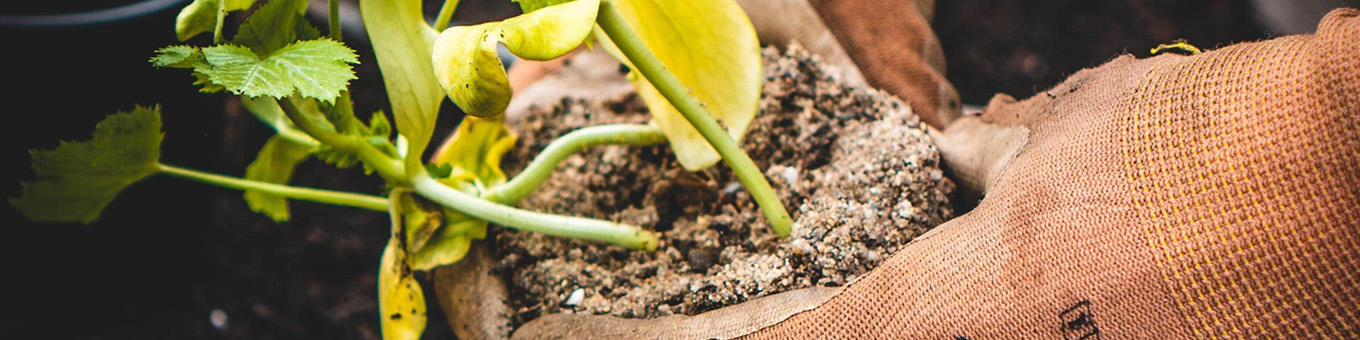 3 redenen waarom je vaste planten in de herfst moet planten!