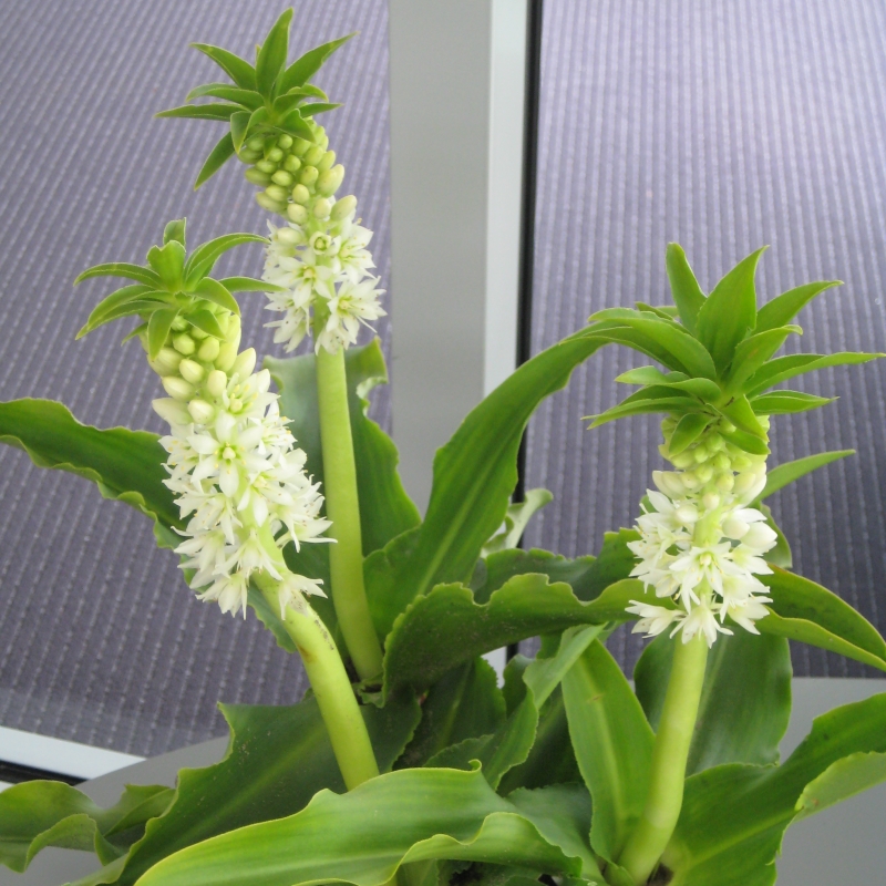 Eucomis autumnalis
