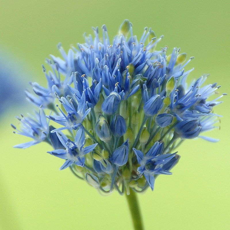 5057-allium-caeruleum01 Allium Caeruleum