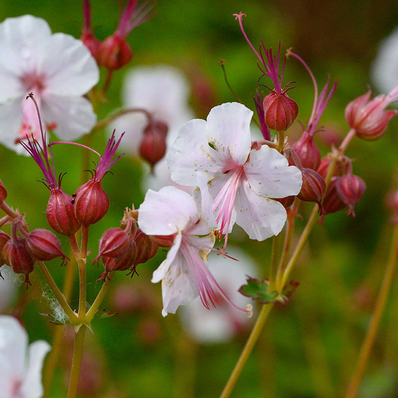 6101075-Geranium-cant-Biokovo-03