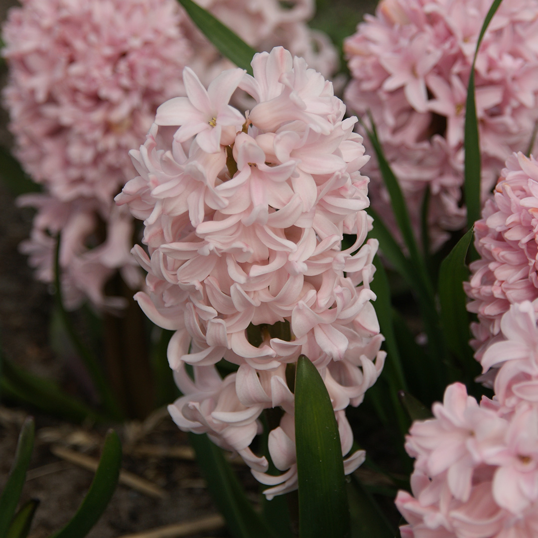 Hyacint apricot passion