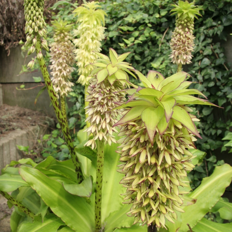 Eucomis bicolor