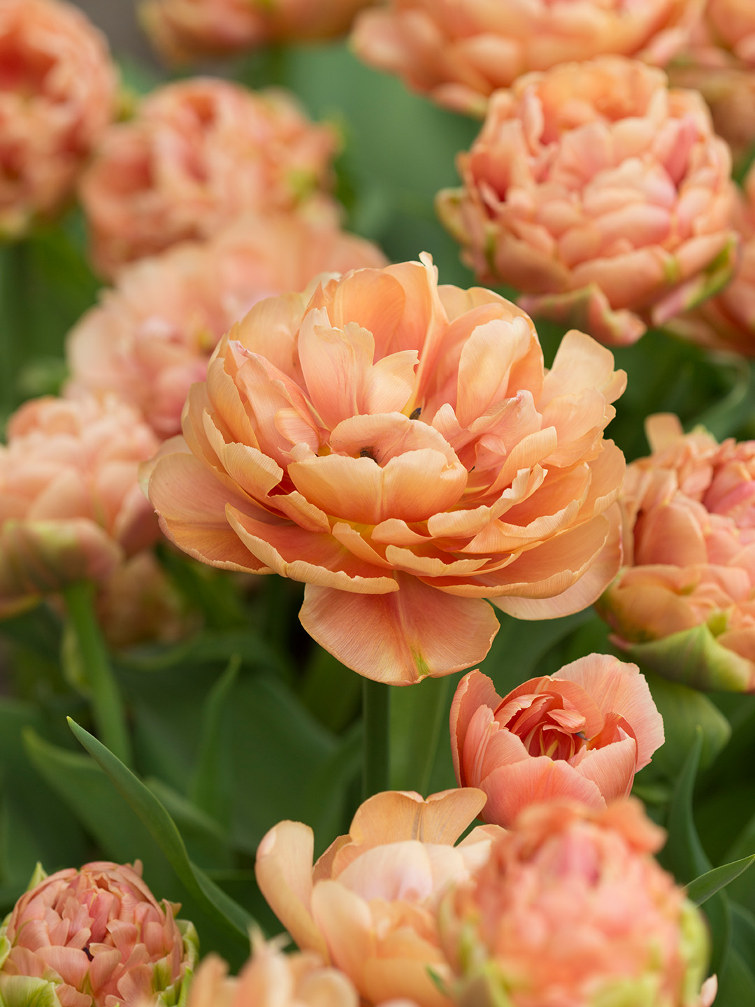 Tulp Copper Image®