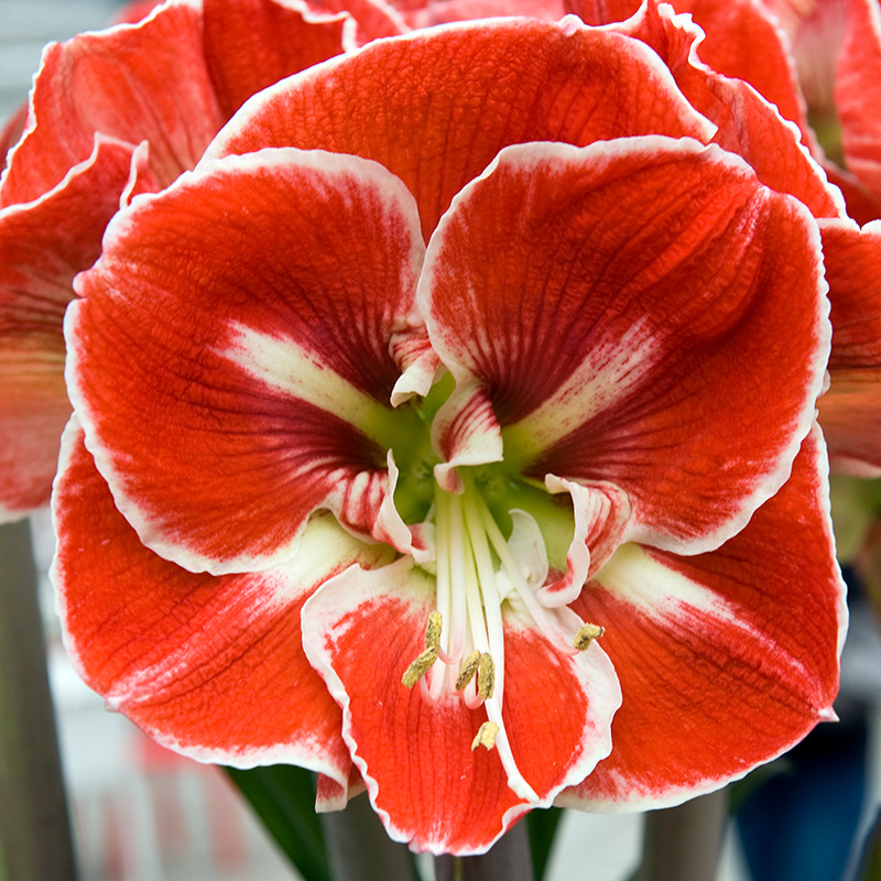 Amaryllis Samba®