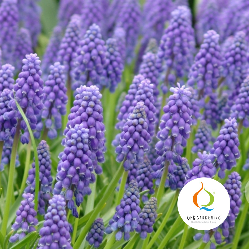 6210-Muscari-armeniacum-logoZ3rezb2Dlrfg7